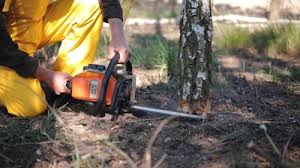 Best Fruit Tree Pruning  in Samson, AL