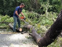 Best Tree Trimming and Pruning  in Samson, AL