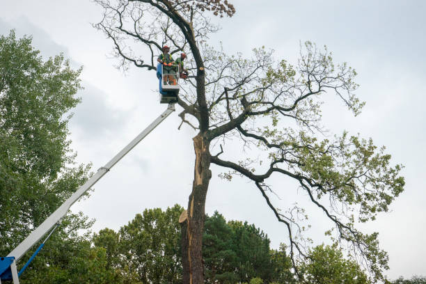 Best Palm Tree Trimming  in Samson, AL