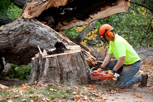 Samson, AL Tree Care  Company