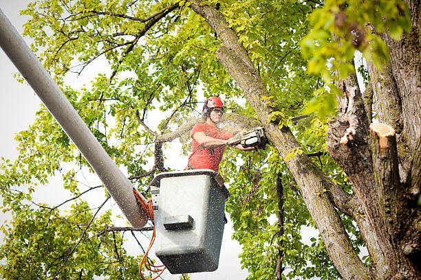 Tree and Shrub Care in Samson, AL